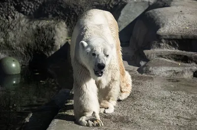 Велесовик - Охота на белого медведя в Норвегии не запрещена. Но защитники  природы шума не поднимают. Потому как охота разрешена без оружия и  каких-либо технических средств. Смотри - на https://velesovik.ru все для