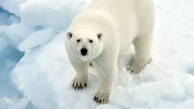 Атаку белого медведя на северного оленя в море впервые удалось снять на  видео – K-News