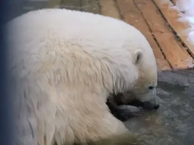 ❄️ Охота на медведя в берлоге зимой: сроки, способы, подготовка и  снаряжение|GetHunt