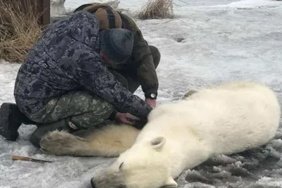 В МЧС рассказали, как вертолетом перемещали белого медведя на Чукотку -  Российская газета