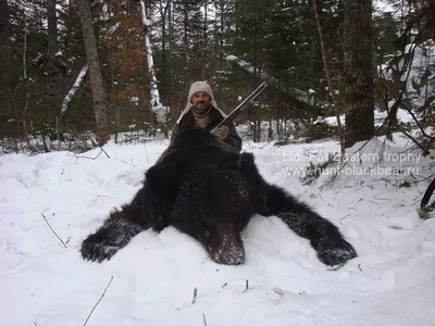 Первую за 135 дней охоту медведя Диксона показали на видео: Экология: 69-я  параллель: Lenta.ru