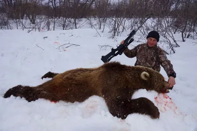 Охота на бурого медведя на берлоге Карелия : Трофейная охота