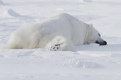 На Чукотке разрешена охота на белого медведя (AFP, Франция) | 18.01.2022,  ИноСМИ