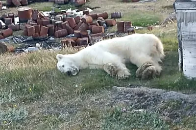 Опубликовано уникальное видео охоты белого медведя на оленя в воде -  02.12.2021, Sputnik Кыргызстан