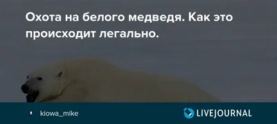 Почему в крае решили открыть охоту на гималайских медведей — рассказали в  правительстве — Новости Хабаровска