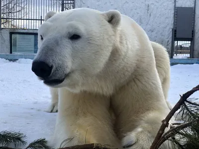 Как ужиться человеку и медведю – GoArctic.ru – Портал о развитии Арктики