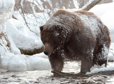 Охота московского фотографа на белого медведя