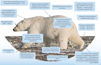 Опубликовано уникальное видео охоты белого медведя на оленя в воде -  02.12.2021, Sputnik Кыргызстан