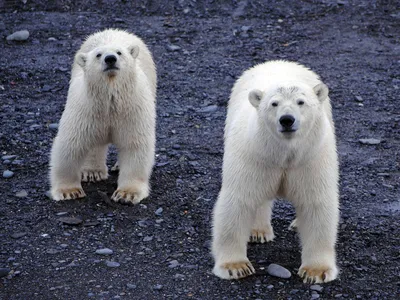 Видео, которое держит в напряжении: охота белого медведя на тюленя