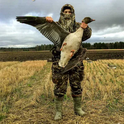 Охота на гуся в Канаде - Русский охотничий портал