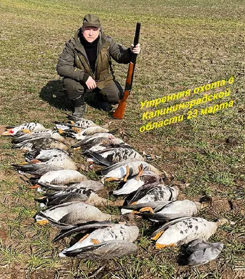 Организация охоты на гусей в Воронеже, Рязани и Архангельске - Весна 2024