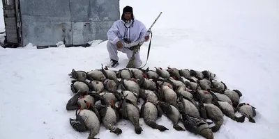 Охотник - Охота на гуся! Костанайская область, Казахстан. | Facebook