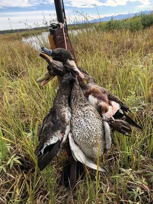 Охота на гусей в Канаде весной | Русский охотничий портал | Дзен