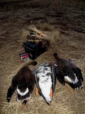 Утки и Гуси — Охота и рыбалка на Аляске