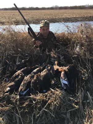 Охота на гуся в Архангельской области : Охота
