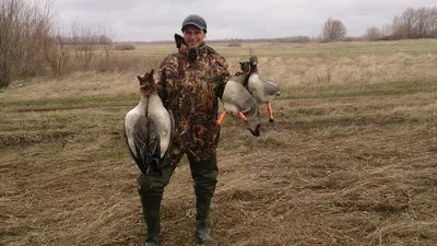 Гусиная охота в Казахстане - Охота в Татарстане