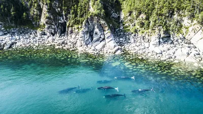 Охотское море и Белые скалы на острове Итуруп, Курилы, Россия. Фотограф  Лариса Дука