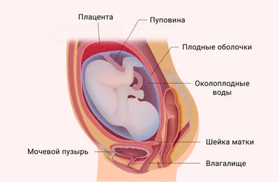 Подтекание околоплодных вод – симптомы, причины, признаки, диагностика и  лечение в клинике «Будь Здоров»