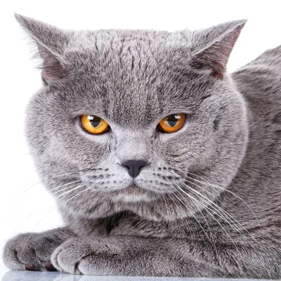 Британская короткошёрстная кошка — British Shorthair, BRI, Shorthair |  Котомир