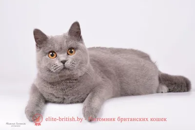 Все окрасы Британских кошек: названия с фото и описанием