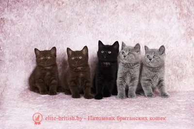 British kittens from Wonder-Plush Cattery, плюшевые британские котята -  Шоколадный и циннамоновый окрас британских котят. . Вы часто спрашиваете -  чем они отличаются? Вот, наглядная демонстрация. 😅 . ❓️Напишите в  комментариях, как