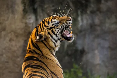 Ученые разгадали загадку окраса тигров