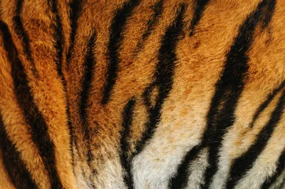 Золотые тигры редкие виды тигров, увидеть в дикой природе, которых почти  невозможно. В настоящее время известно 30 особей золотых тигров, и все они  на... / тигр :: в комментах ещё - JoyReactor