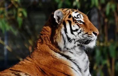 Золотой тигр: как появились самые редкие тигры на планете