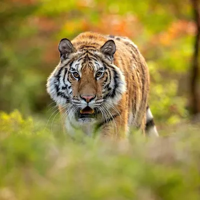 Амурский тигр | Красная книга вики | Fandom