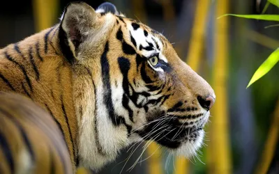 Факты о тиграх - Шкура тигра имеет красивый окрас: по рыжему фону на спине  и боках идут поперечные тёмные полосы. Считается, что рисунок полос  уникален для каждого тигра: вы вряд ли встретите