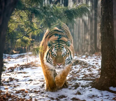Почему тигр полосатый? — Природа Мира
