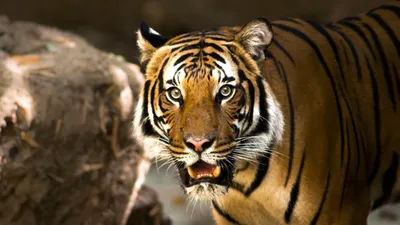 Тигр – большой и опасный хищник. Описание и интересные факты о тиграх