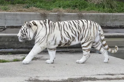 BB.lv: В Индии сфотографировали тигра с уникальным окрасом