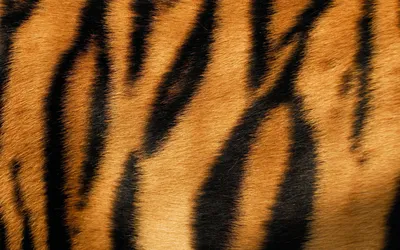 Скачать обои тигр, взгляд, окрас, tiger, look разрешение 1152x864 #120566