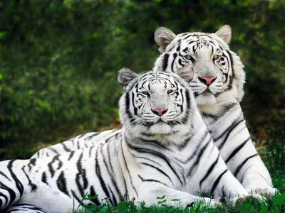 Живая Земля - Золотой тигр В мире существует удивительные... | Facebook
