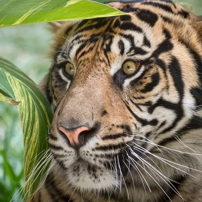 Тигры с золотистым окрасом (6 фото) | ЗооБлог