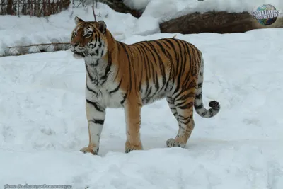 Gaze тигр вытаращиться стоковое фото. изображение насчитывающей  суматранский - 3332738