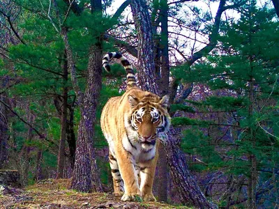 Краткая информация о тиграх | MorevOkne.ru