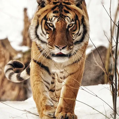 Окрасы тигров арт - 70 фото