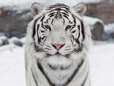 Тигрица с кристаллами белый окрас …» — создано в Шедевруме