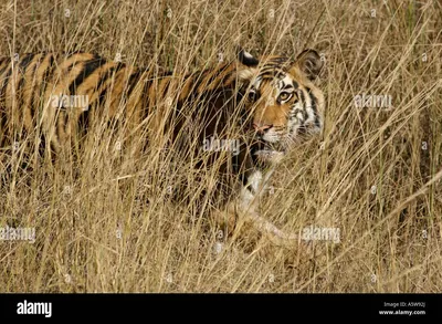 Обои шкура тигра - 54 фото