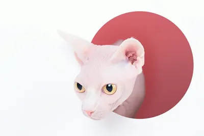 Кот породы канадский сфинкс розовый …» — создано в Шедевруме