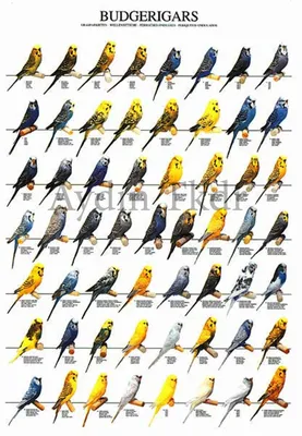 Цвета волнистых попугаев - 78 фото