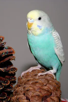 Окрасы волнистых попугаев - цвета, фото разных окрасов | Parakeet colors,  Budgies, Budgie parakeet