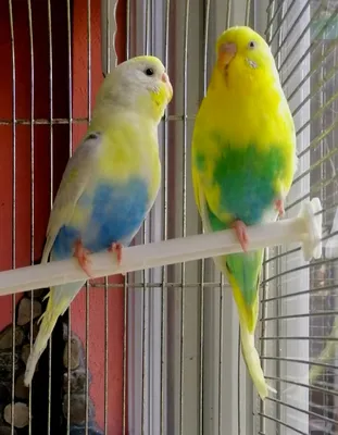 Какие бывают окрасы волнистых попугаев? What are the colors parrots  budgies? - YouTube