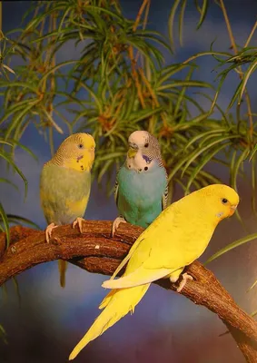 Окрасы волнистых попугаев - цвета, фото разных окрасов | Budgies, Parakeet,  Parrot