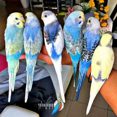 Волнистые попугаи окрасы (54 лучших фото)