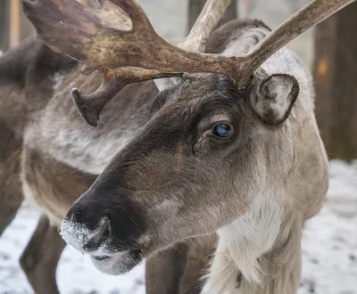 GISMETEO: Почему северные олени меняют цвет глаз под Новый год? - Животные  | Новости погоды.