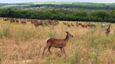 Олень в снежном лесу, рисунок …» — создано в Шедевруме