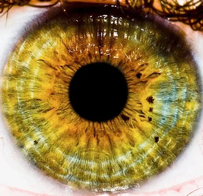 Почему зеленый цвет глаз — самый редкий?
